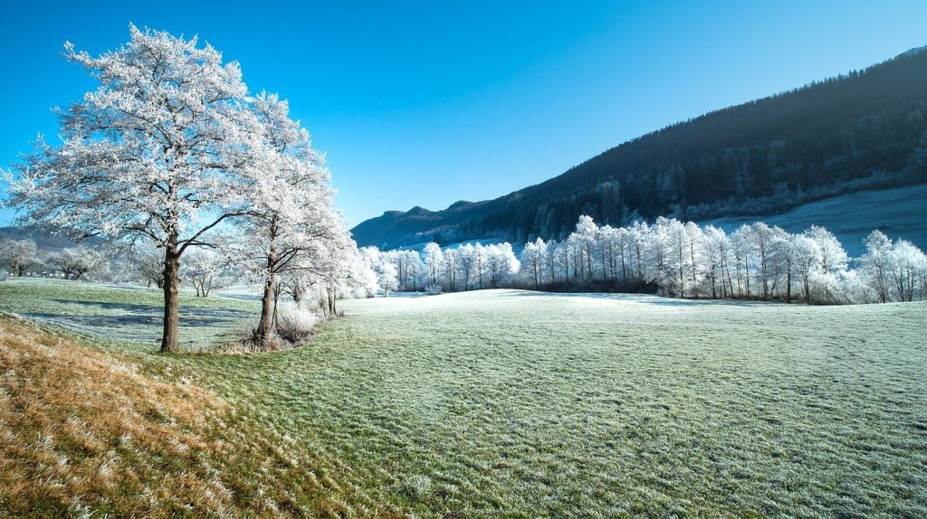 hoarfrost, frost, trees