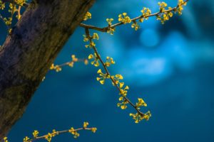 night, spring, ginkgo