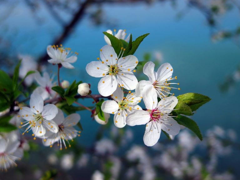 cherry tree, cherry blossom, spring