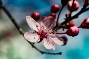 spring, flower, apple